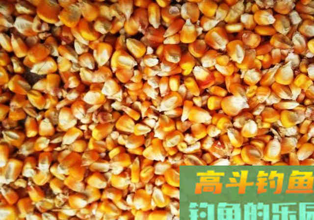 自制窝料加入少量牛粪，发窝快留鱼持久