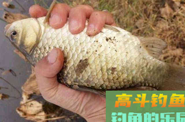 蚯蚓钓鱼大有讲究，这四个用法最关键
