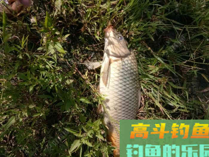 用野战蓝鲫，来搭配钓鲤鱼的饵料，亲测效果还不错