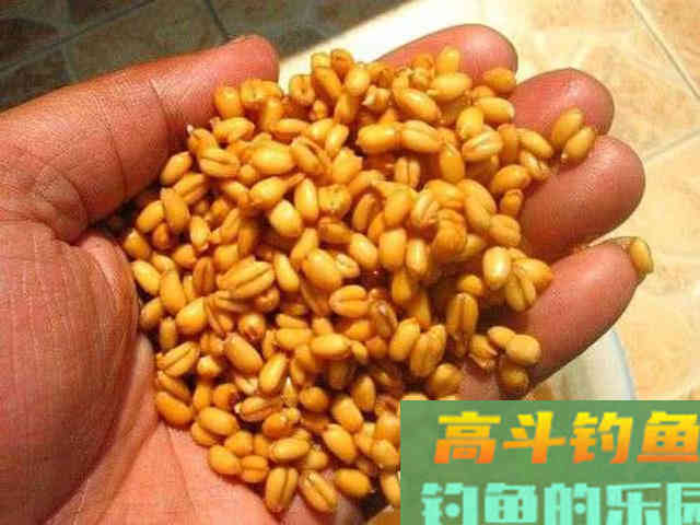 老钓手自制四种粮食钓饵，在农村十分常见