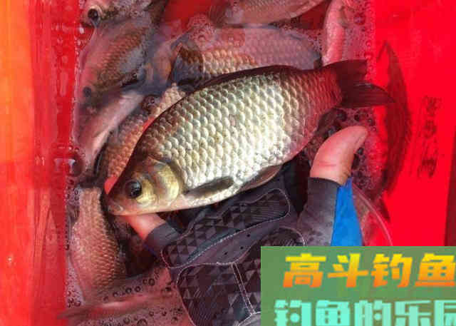 在饵料当中添加酒米后，需要注意的相关事项