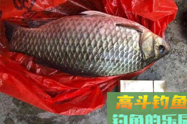 大鲫鱼时可以充分利用的3种饵料配方，吃钩率一流