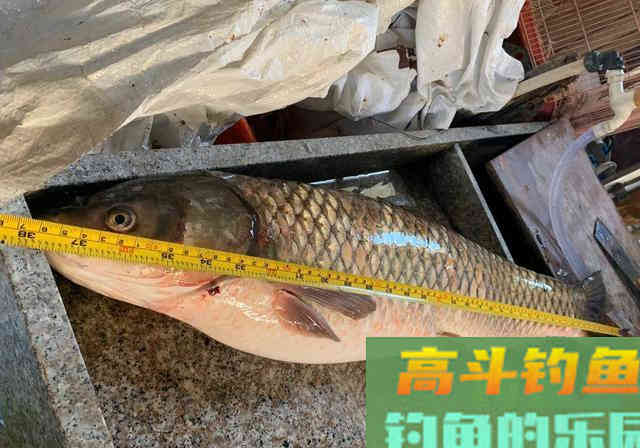 垂钓领域中的本源钓饵，作钓各个鱼种里的权威存在