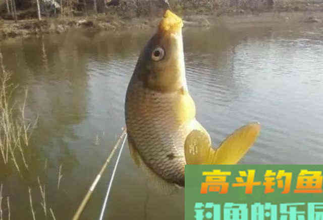 药酒窝料诱鱼，制作配方详细教学，野钓50斤大鱼