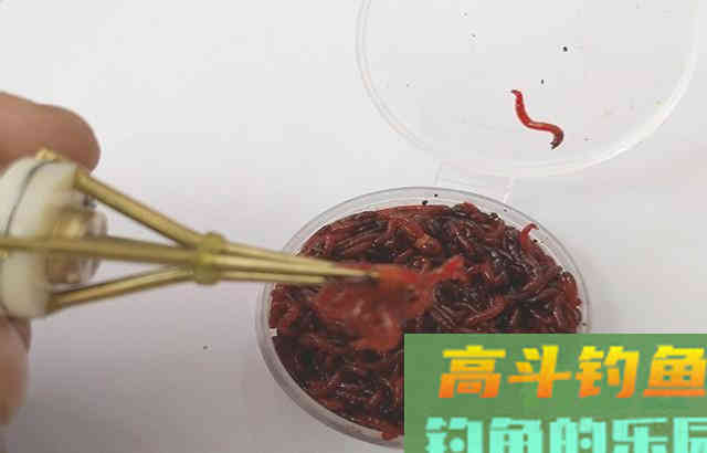 分享几种红虫钓鱼的用法