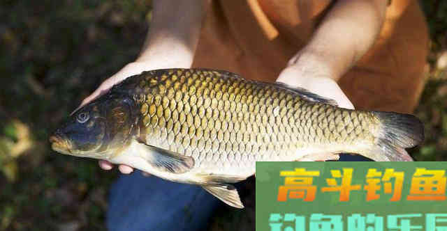 野钓鲤鱼的配方，这4种饵混搭效果比较好
