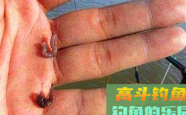 蚯蚓饵料使用加强版