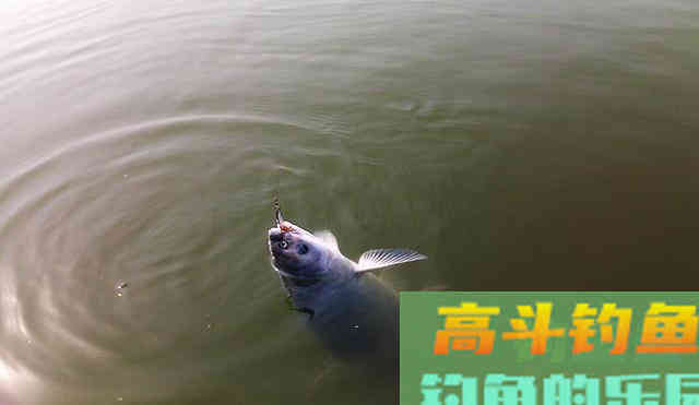 垂钓草鱼青鱼，试试这款水果饵料，钓鱼效果包你满意