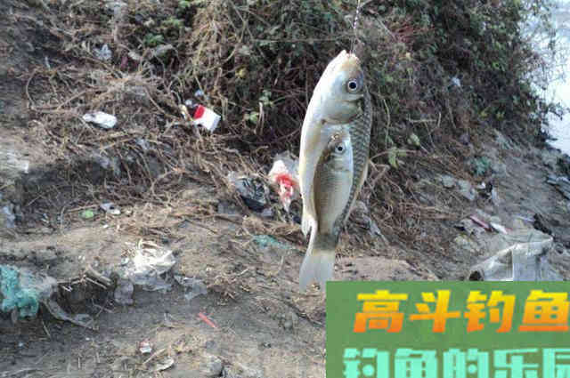在现在这个难上鱼的季节里，要从饵料上下功夫
