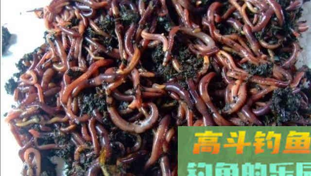 野钓常用好饵料？这些好饵料你用过吗