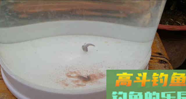 钩饵在水底的五种状态