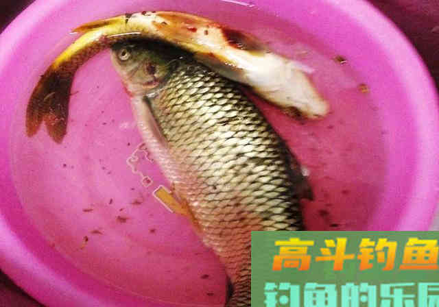 自制发酵窝料不求人，制作方法和配方在这里，效果好