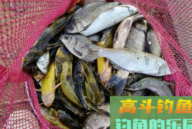 详解使用蚯蚓钓鱼有何优势及调漂方法