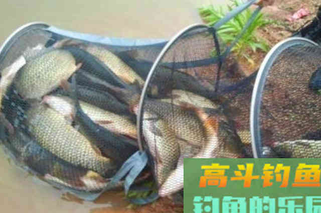 老司机为何从不打窝？看完这3种诱鱼方式才知