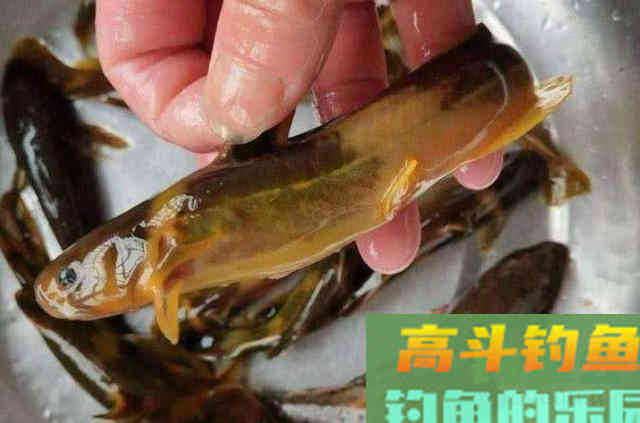 这饵红遍大江南北，对付黄骨鱼绰绰有余