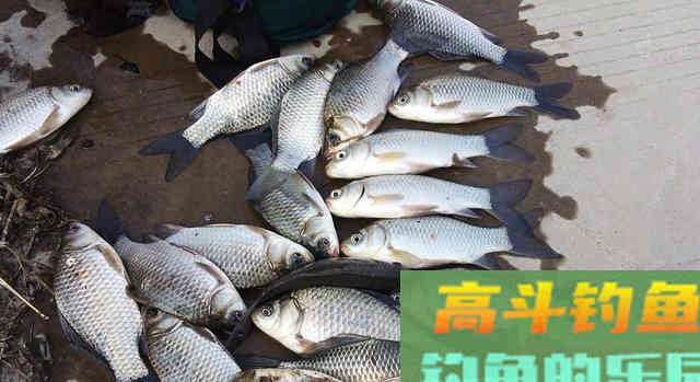 这8种东西做钓饵，虽其貌不扬但钓效好