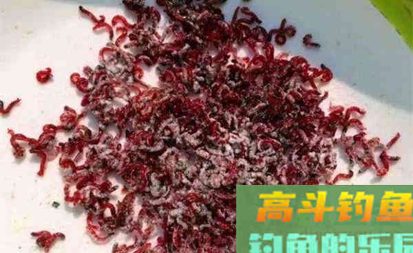 秋季台钓鲫鱼，这款饵料让你事半功倍，连竿大板鲫