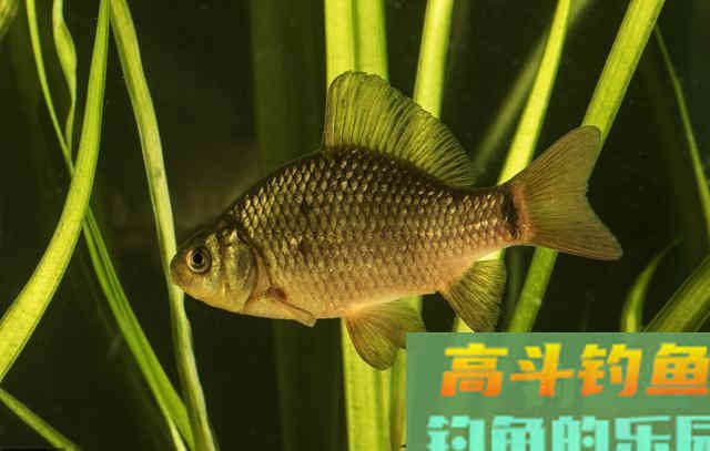 商品饵料不好用？几款专鲫鱼饵料，随意选择也爆护