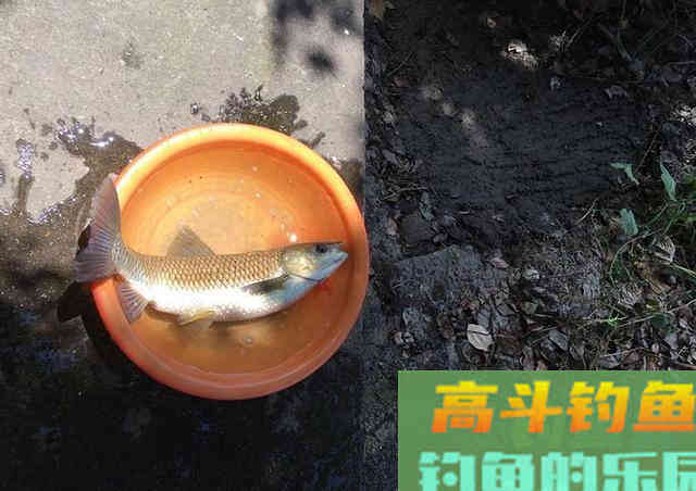 针对鲤鱼草鱼打窝的饵料配方