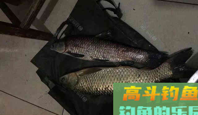 这几种动物便便，拿来做窝料，穿透力超乎想象