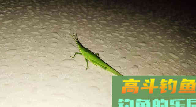 这8种东西做钓饵，虽其貌不扬但钓效好