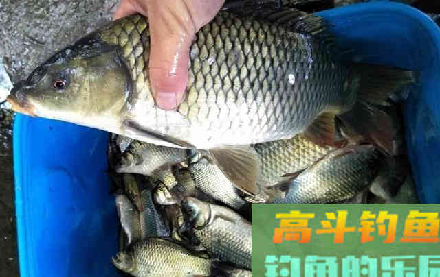 谷麦钓法，自制酒米野钓鲫鱼