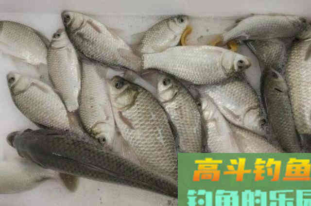 实用鲫鱼饵能巧避小鱼，每次钓完都乐开了花