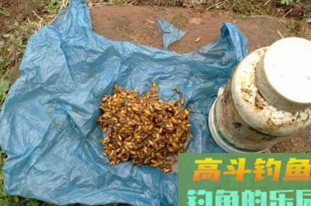 钓鱼用饵太烧钱？那是你不知这5种天然饵