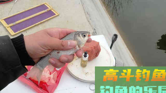 用蚯蚓总是抓不住鱼口，可以试试直接这样钓