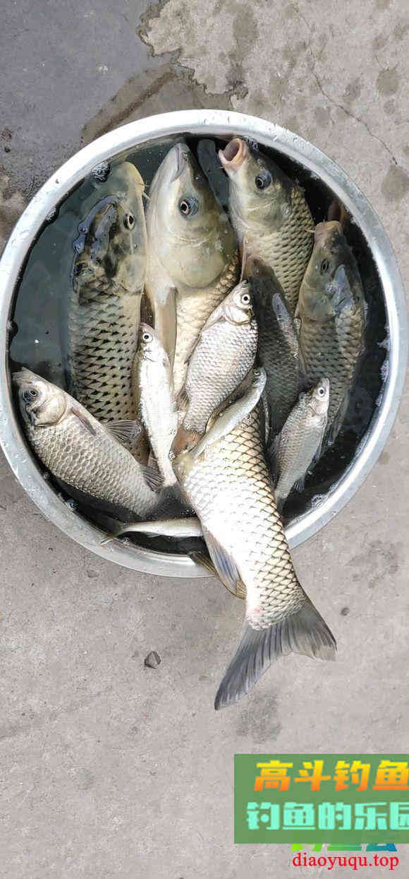 深秋钓鱼特效添加剂，你家厨房就有