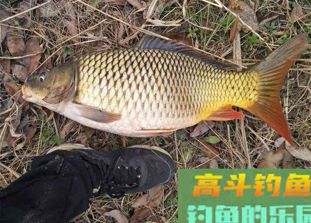 素饵之王的丰收季，稍微制作钓大草鲤鲫鱼