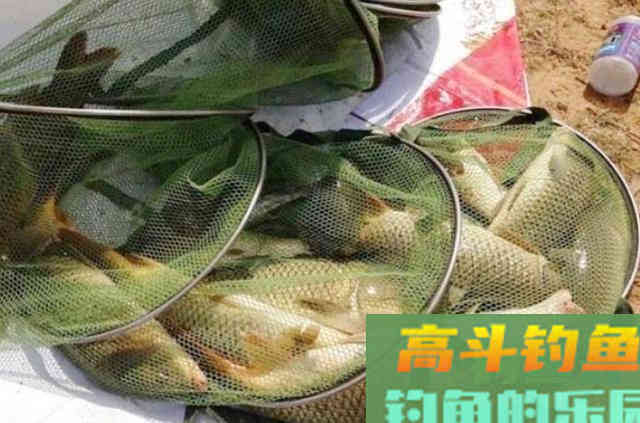 这饵用来对付草鱼鲤鱼，那叫一个狠