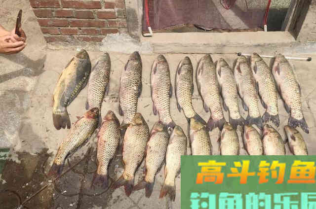 对付草鱼我只服这些饵，效果不错