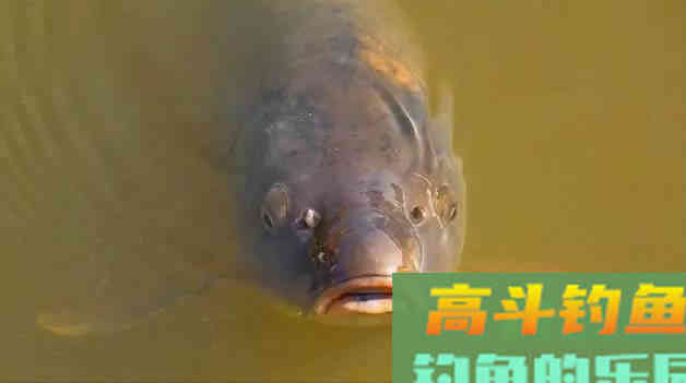 打窝不聚鱼，其实多半还是窝料味型的锅