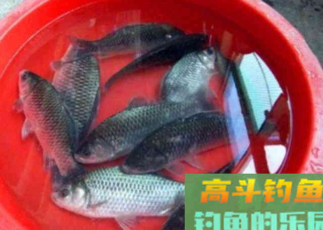 冬季野钓大鲫鱼时，需要记住的一些用饵方法