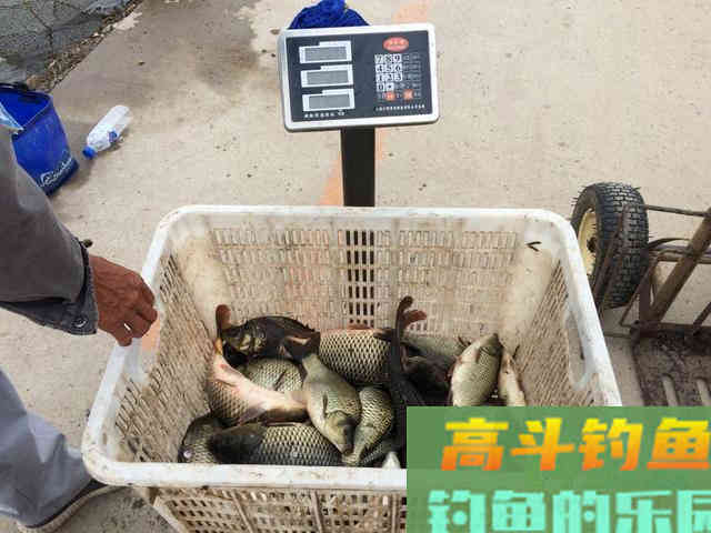 小黄面为什么风靡黑坑？它是一种怎样的钓饵