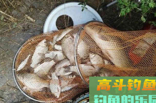 这六种添加剂比小药更奏效，知道的人绝非泛泛之辈