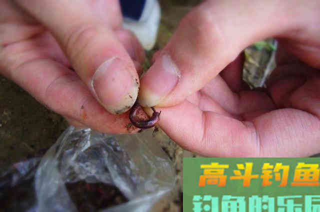蚯蚓饵的选用与挂钩方式，与商品饵混用