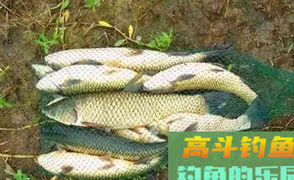 5个夏季使用的素饵配方，通杀鲫草鲤