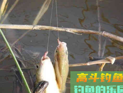 生长在地表的蚯蚓，为何让水里的鱼类都喜欢