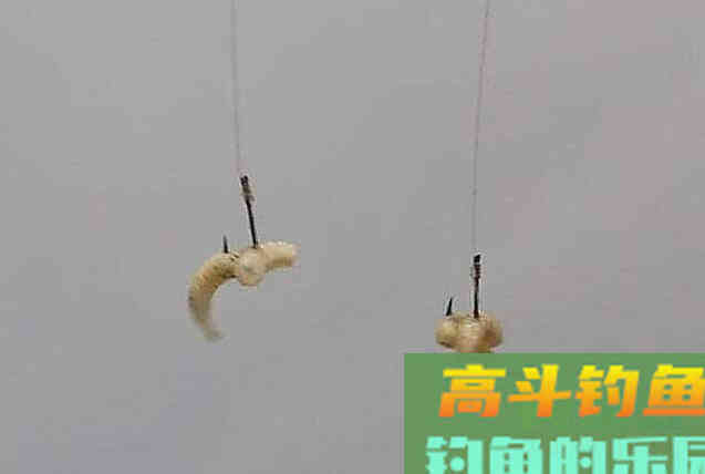 蛆虫钓鱼，你试过吗？开看看吧