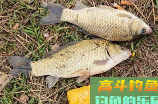 三伏天钓鲫鱼鲤鱼的红薯饵料配方，实测效果佳
