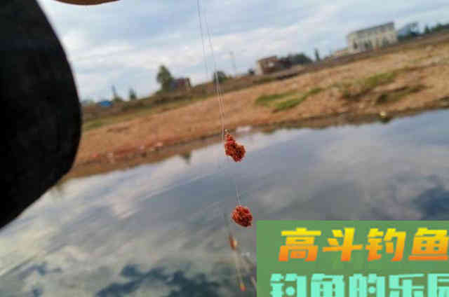 中秋后钓大鲫鱼时，使用活饵和拉饵的一些优缺点