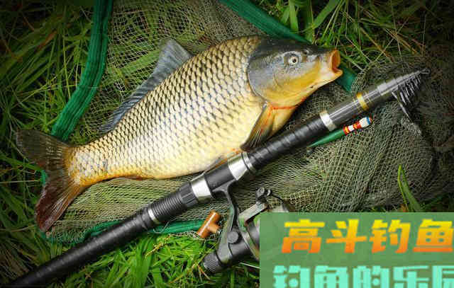 钓鱼用颗粒开拉饵，包教包会，高手小菜一碟