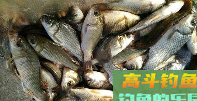 诱钓鲫鱼，小麦窝料制作教学，钓获十条鲫鱼