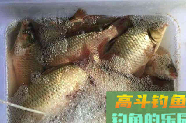 使用蚯蚓饵钓鱼的3个正确用法，传统钓或台钓高手都看