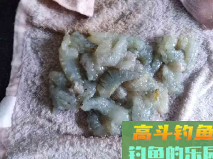 制作虾饵备战初冬钓鲫