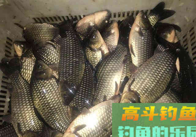 不慎把老干妈撒入窝料中，诱鱼力大增，渔获25斤