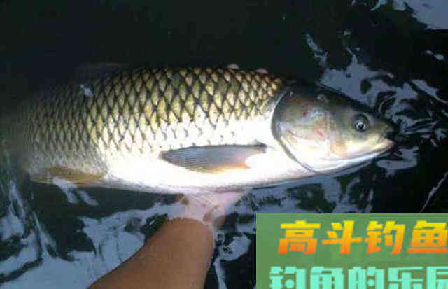 被钓鱼人忽视的绿色钓饵谷芽，制作过程及使用方法