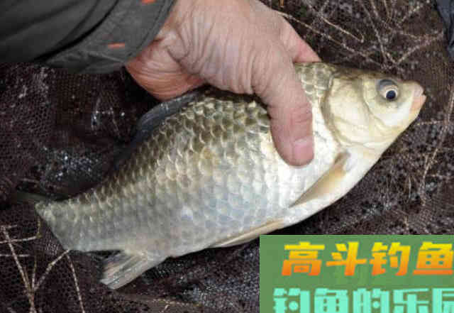 冬季钓鱼的5点体会，并附上我的自制钓鲫饵料配方